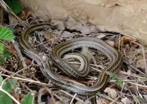 网红蛇经病图片