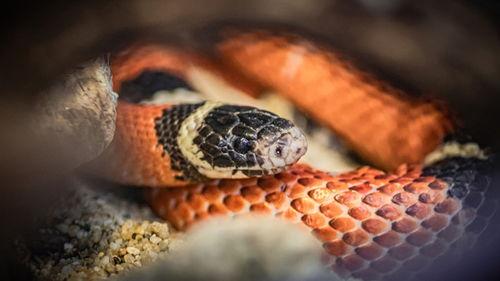 网红蛇经病图片